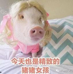 肥猪猪的日常娱乐吃瓜酱